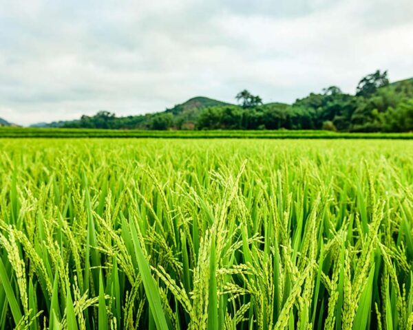 Versatile for Diverse Agricultural Systems