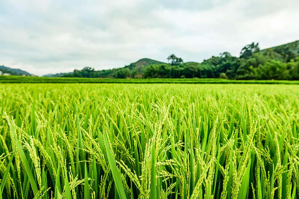 Versatile for Diverse Agricultural Systems
