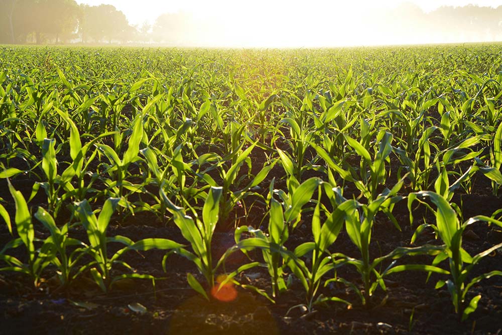 Rapid Absorption & Targeted Utilization
